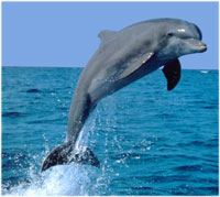 dolphin picture